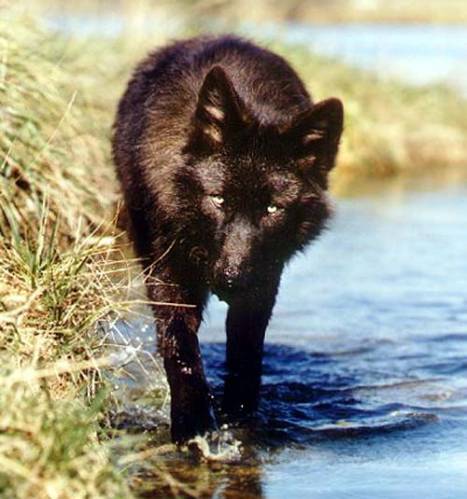 http://werewolfs.ucoz.ru/_ph/4/2/904336129.jpg
